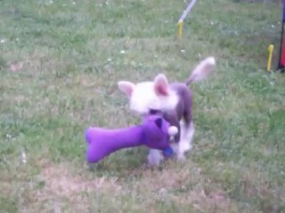 Pets High "Toys are us"