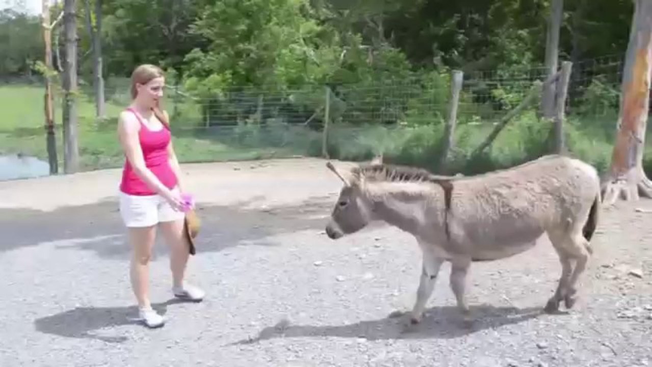 un ane gourmand