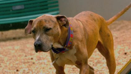 Song: You Are My Sunshine: / Album: The Divinity of Dogs / Artist: George Skaroulis