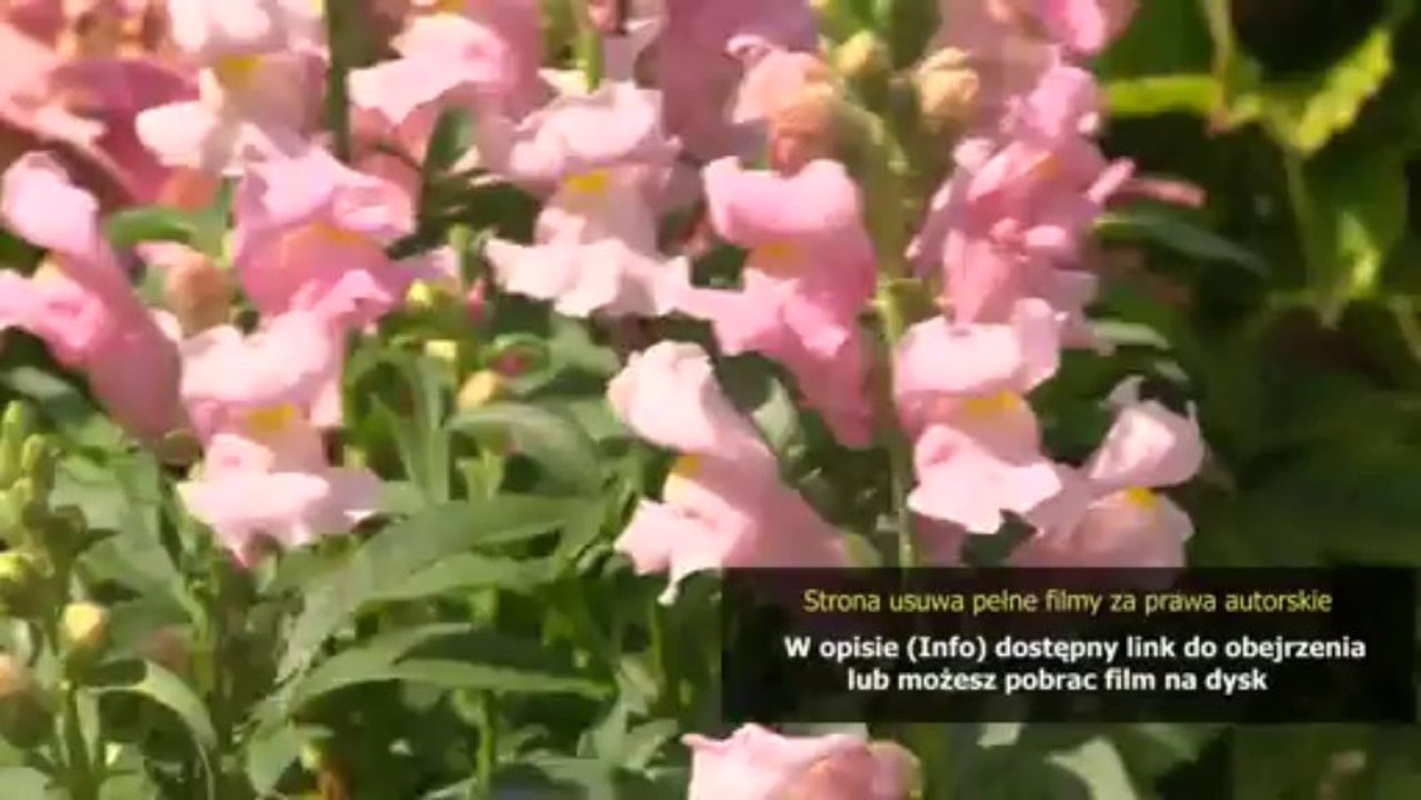 Pełny film Najlepsze najgorsze wakacje (Way, Way Back)