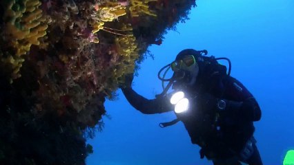 Çandarlı Körfezi Mercan Resifi Büyüledi