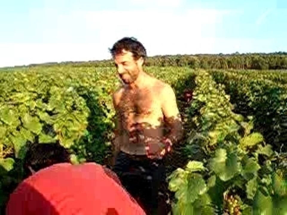 vendanges "au" champagne