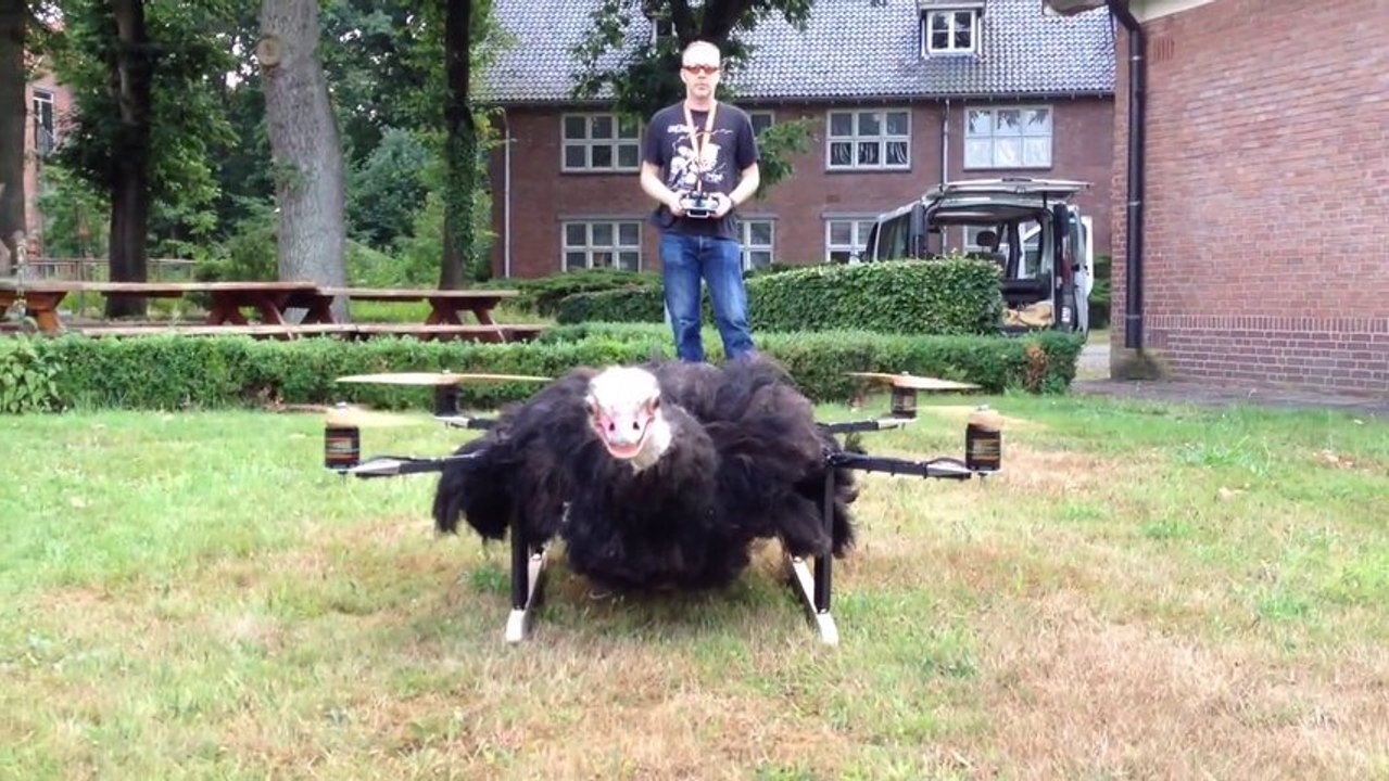 Autruche empaillée volante