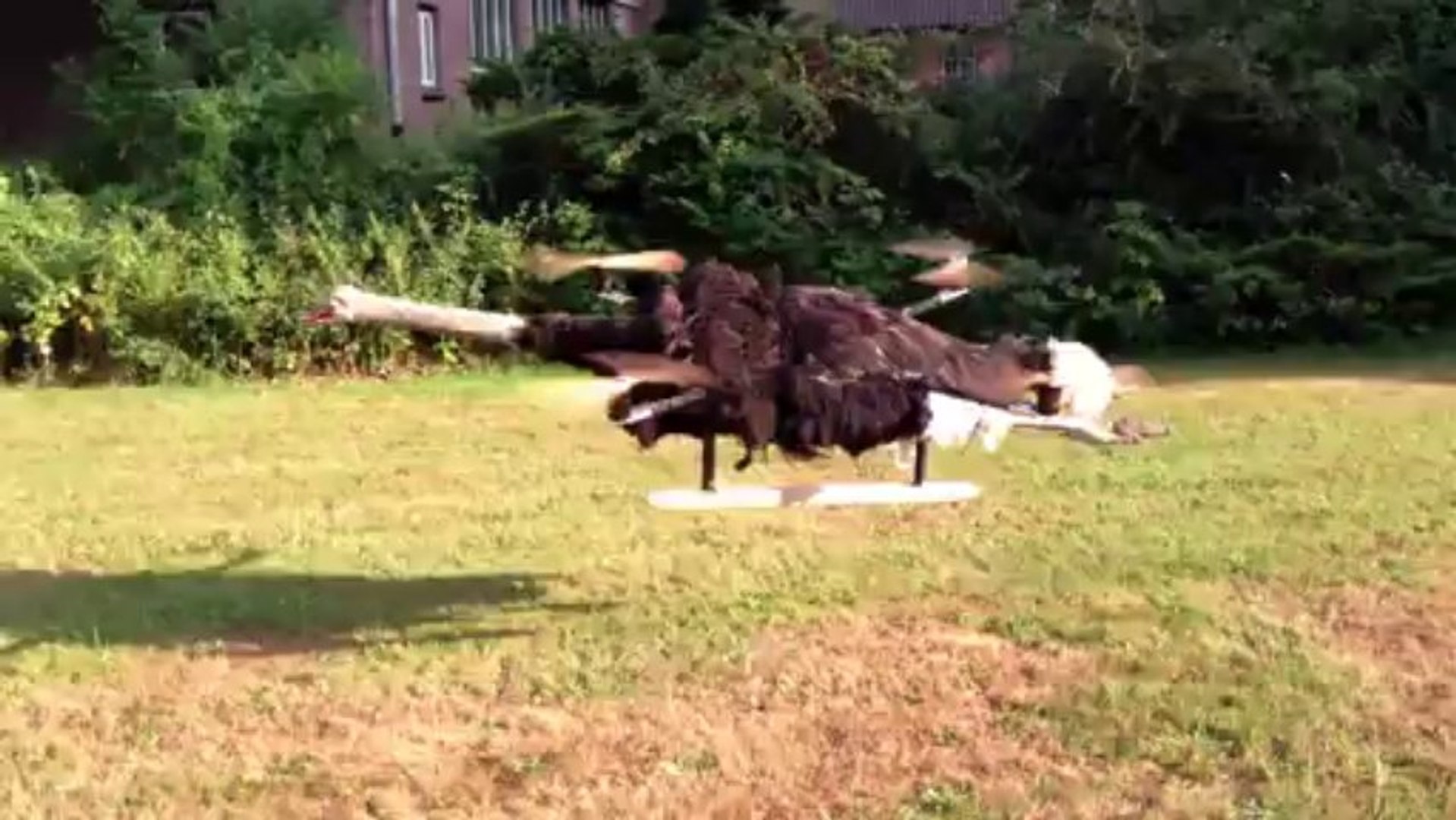 Ostrichcopter Autruche Empaillee Volante Video Dailymotion