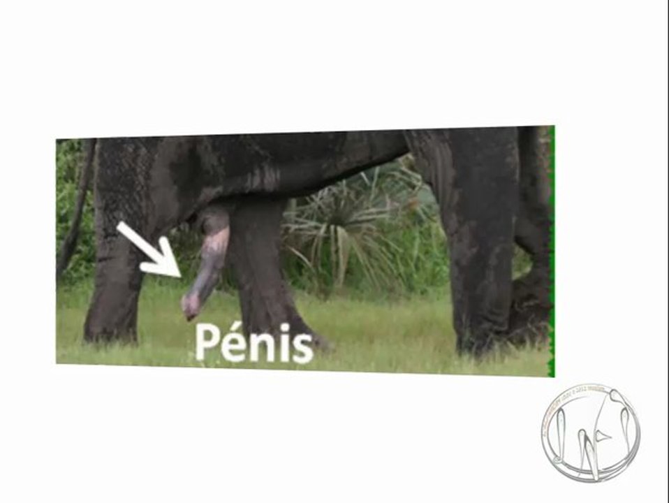 nufi (fe'efe'e) - les parties du corps humain corps humain - Mbǎh mfʉ̀'nā