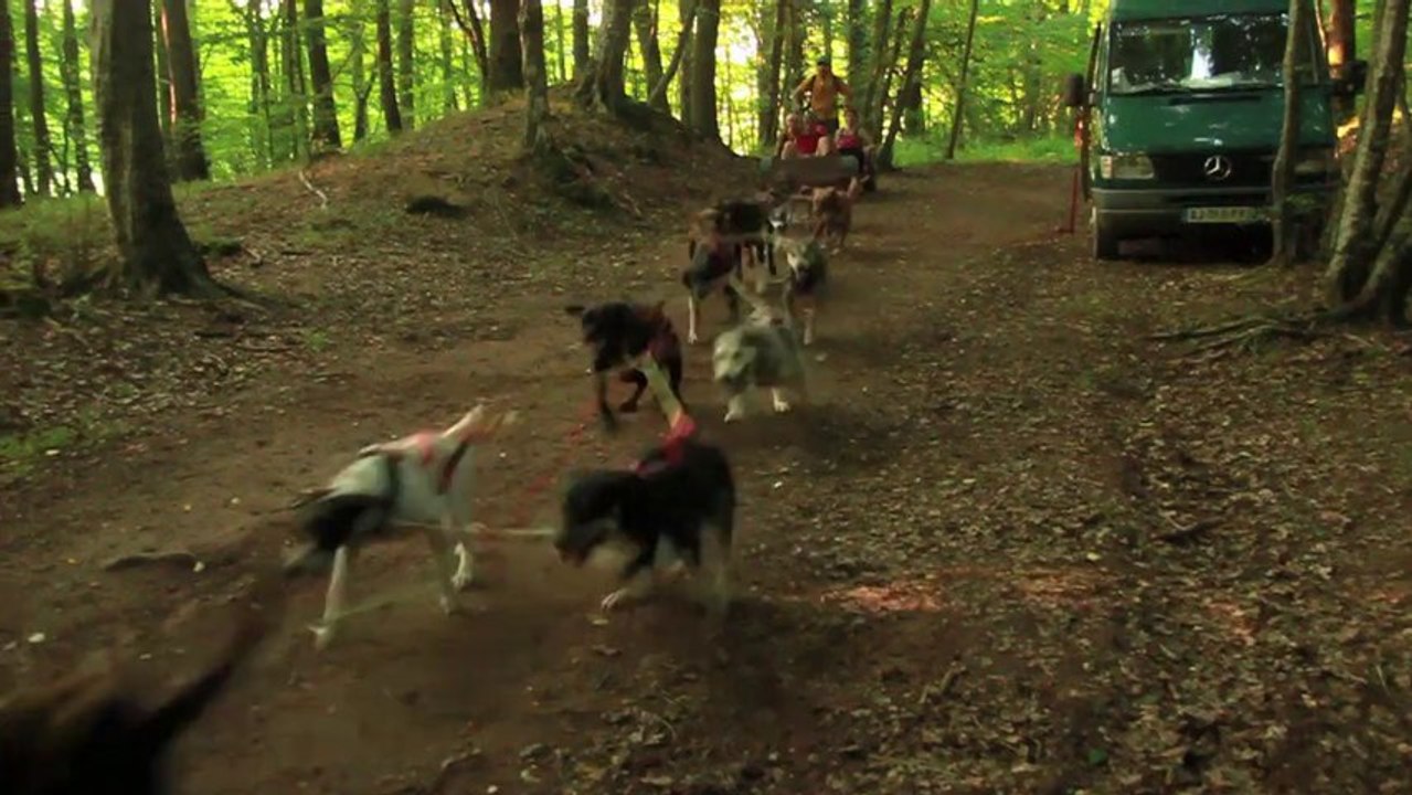 Randonnée en forêt de Tronçais : cani-kart