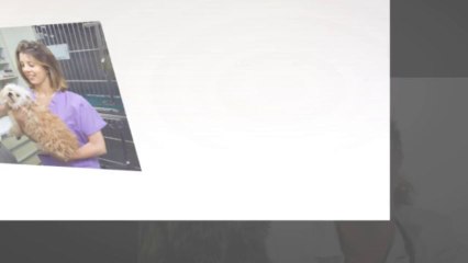 Kihei Animal Hospital, Puppies Shots & Pet Care Products