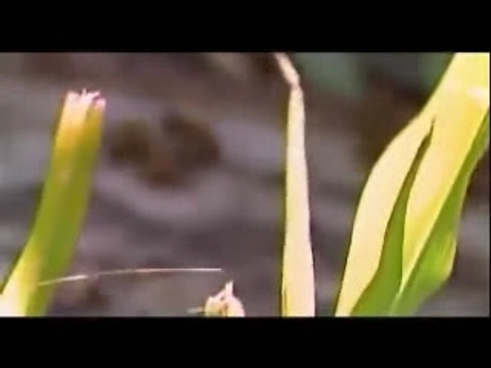 Image du noir construit par l´occident