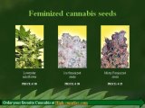 Feminized Cannabis seeds at High-supplies