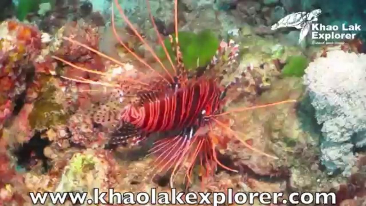 Similan islands Liveaboards with Khao Lak Explorer