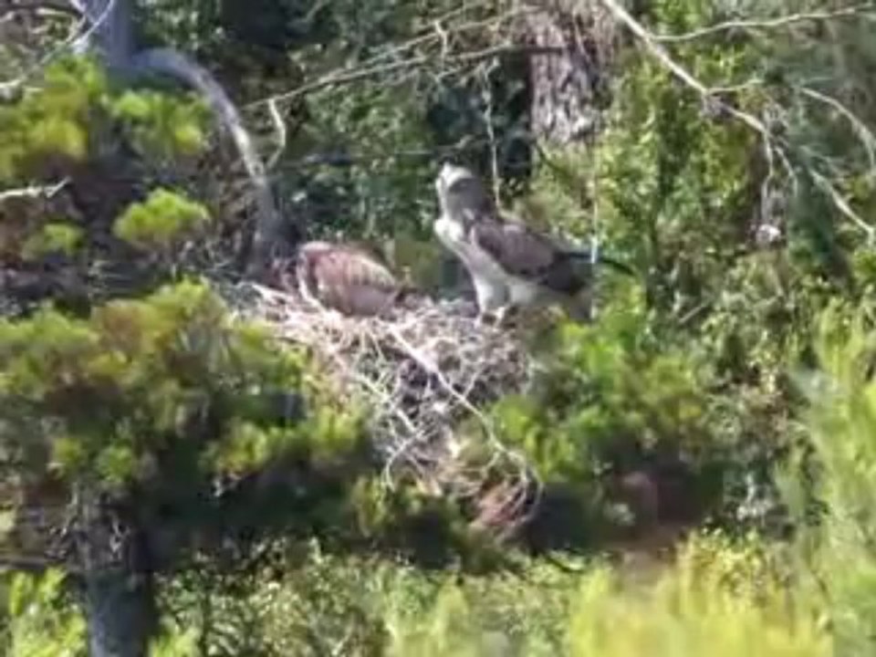 Nourrissage d'un Circaete Jean le Blanc