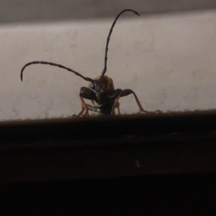 Insecte sur mon trajet de retour