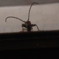 Insecte sur mon trajet de retour