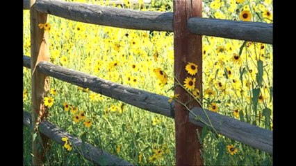 Green Side of the Grass (NEW comical song-video about aging!) AGING SONG-360p