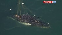 Humpback whale freed from shark net off the Australian coast - Miracle Rescue Mission