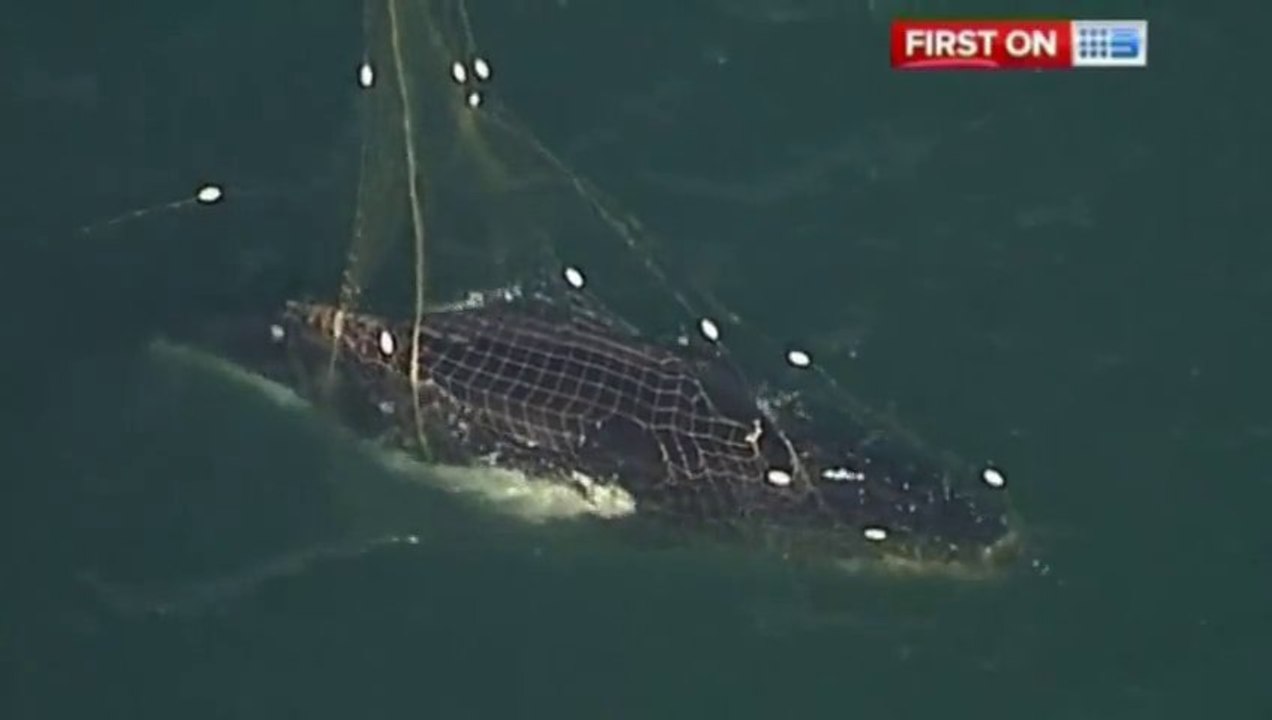 Humpback whale freed from shark net off the Australian coast - Miracle Rescue Mission