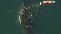Sauvetage d'une baleine prise dans les filets anti-requins en Australie !!