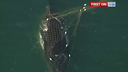 Sauvetage d'une baleine prise dans les filets anti-requins en Australie !!