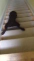 Chocolate lab puppy stair surfing - Awesome Dog!