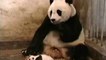 The Sneezing Baby Panda - Most cute animal and panda video ever made?!