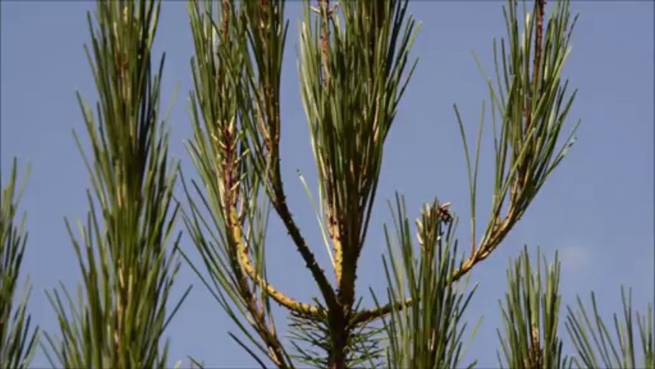 LA POUSSE DU PIN