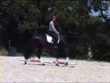 Telguero SBA - PRE Andaluso 2007 ,  ENGANOSO VI
