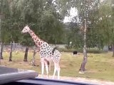 ZOO DE THOIRY- GIRAFES