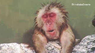 Hot Spring Monkey, Hokkaido, Japan