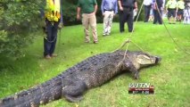 Alligator Killed After Eating 80 Pound Dog