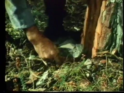 Landes Mortes, Landes vivantes (Dominique Bidaubayle)