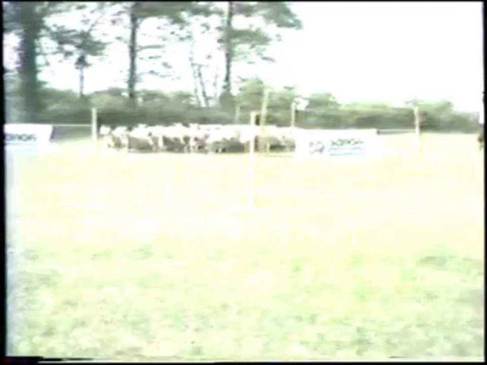 Championnat de France des chiens de berger (A. Pelle)