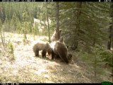 BEARS : What goes on when you are not there!