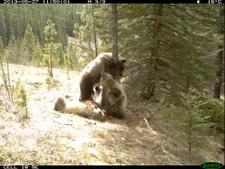 OURS : se gratter le dos sur un arbre c'est tellement bon...