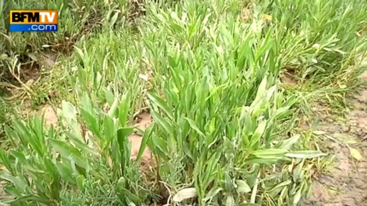 Les plus belles randonnées de France: la baie de Somme en Picardie - 30/07