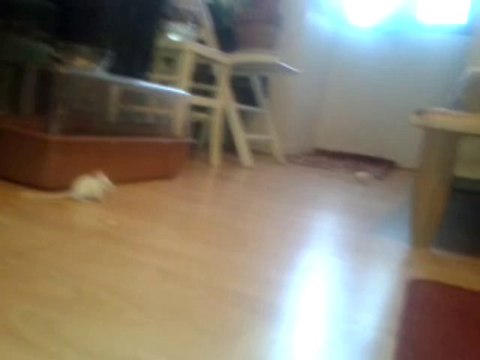 Tsuki & ses petits - Les retrouvailles (6 semaines) - 29/07/2013