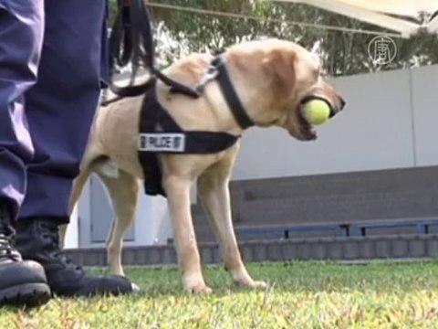 Бродячих псов учат искать наркотики