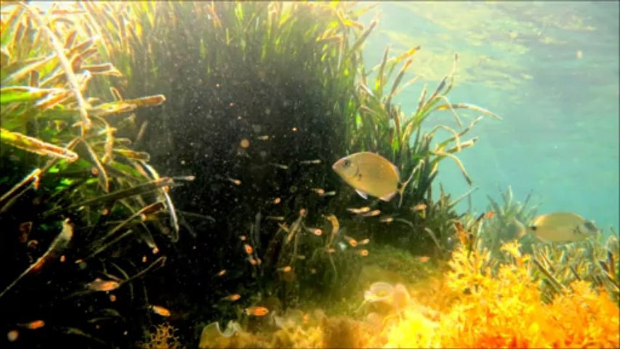 Serait-ce la nurserie de la mer Méditerranée?