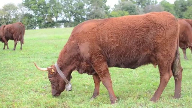 La viande Salers Produit du Parc des volcans d'Auvergne