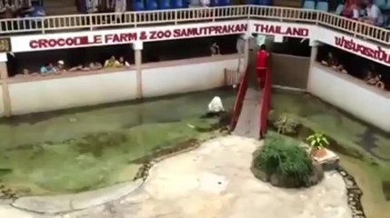alligator croque la tete du dresseur
