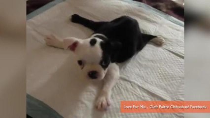 Puppy Born With Paralyzing Defect Learns to Run