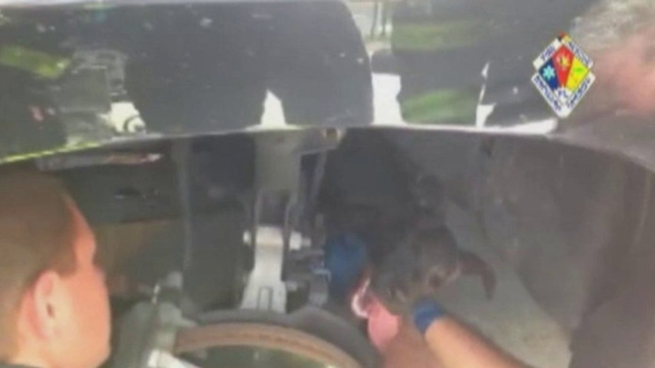 Puppy rescued after ride under car
