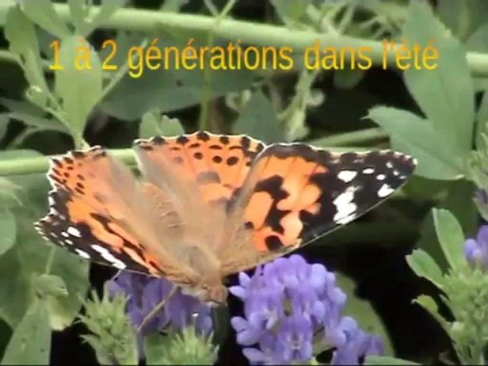 Quelques papillons d'été 30.07.2013