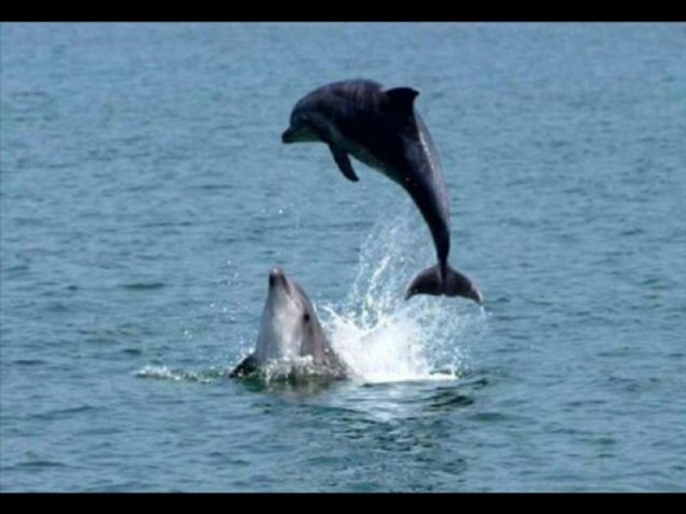 {SaMi}Zara {SaMi}Yunuslar Dizi -