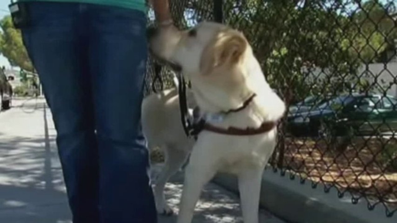 Clever Canine Saves Trainer