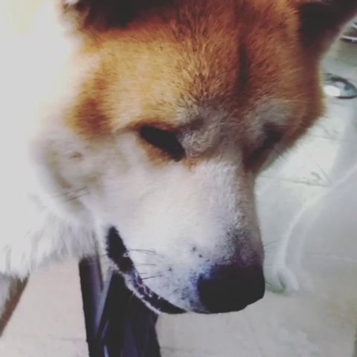 Tchuss