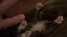 Gatito super cuchi