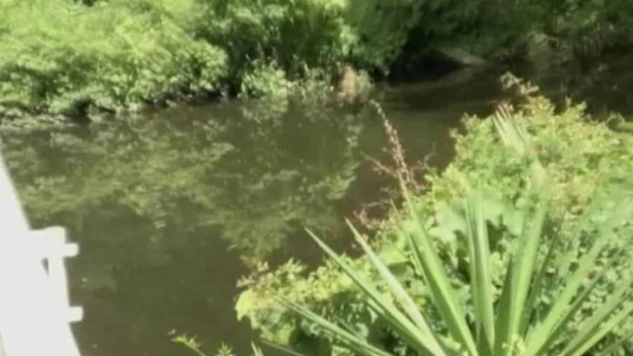 Alligator devours six-stone dog