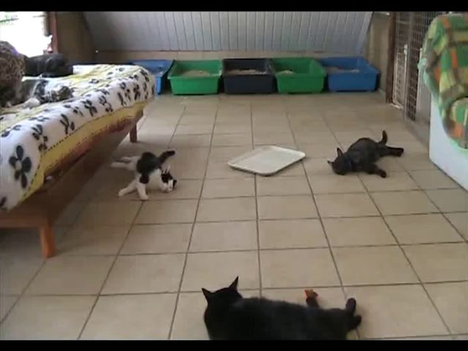 Chatterie 27 07 13 (1)