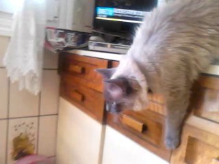 Sara a punto de saltar a por una mosca... ¡Ya la saborea!