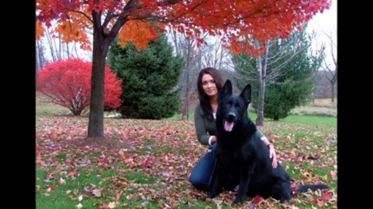 Black German Shepherd